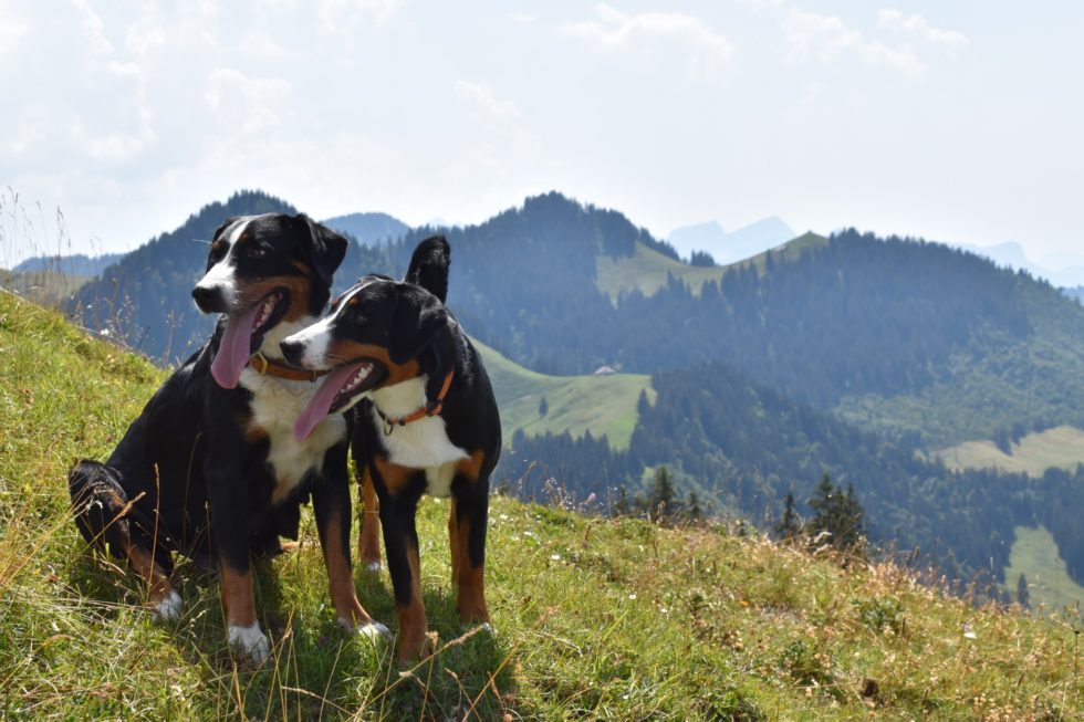 Gina und Fée dans les montagnes