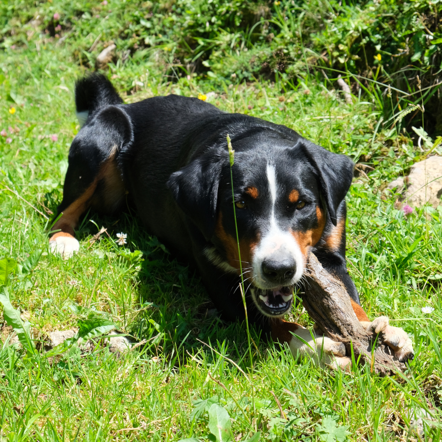 Iska